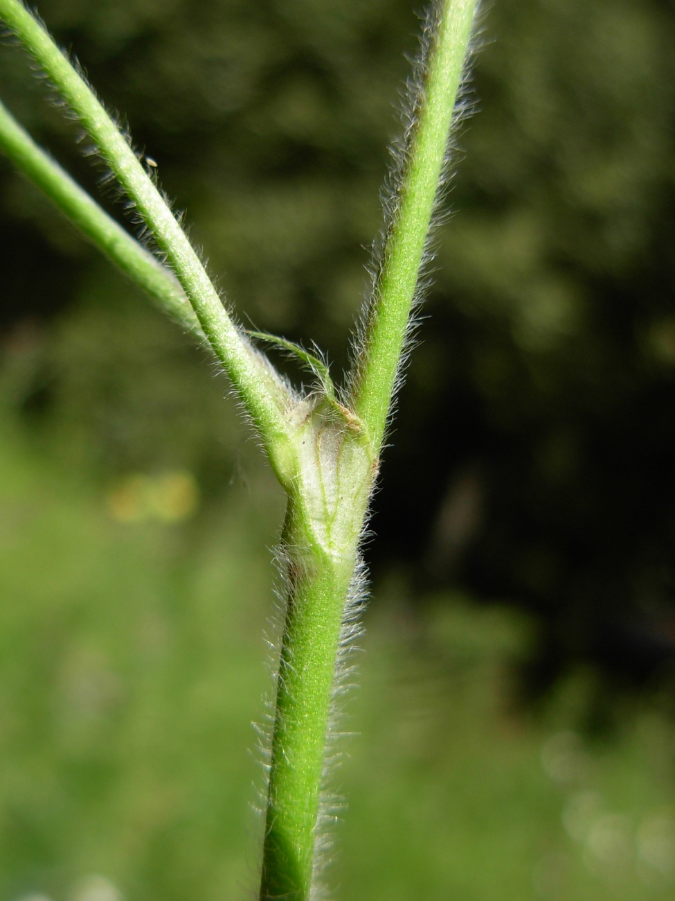 Trifolium striatum subsp. tenuiflorum (Ten.) Arcang.